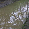 Muddy water, clear reflection
