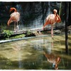 2-flamingo-boys