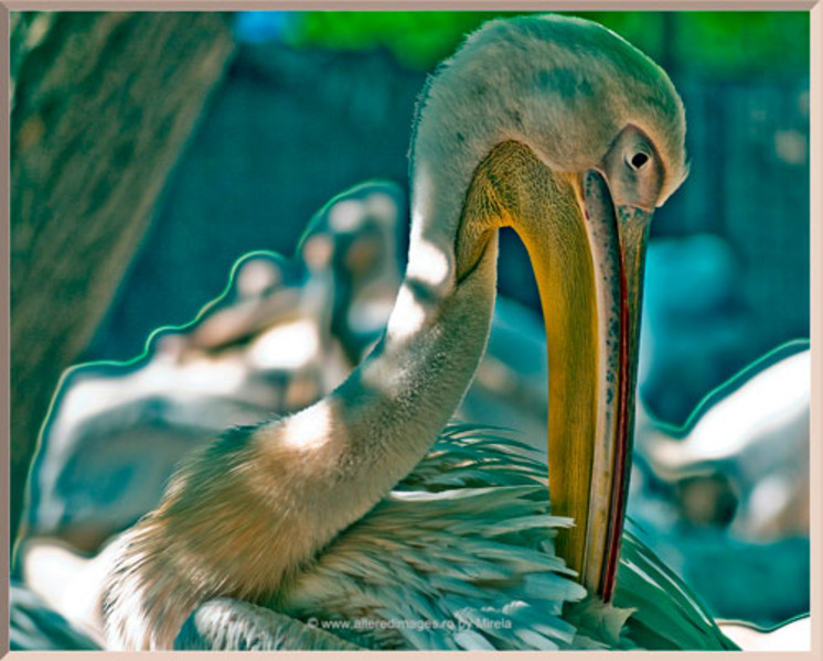 pelicani2
