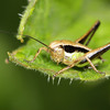 insecta181