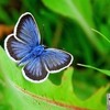 cristina-stoica_the-butterfly