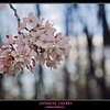 Pink flowers of Japanese Cherry