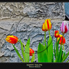 happy-tulips-2