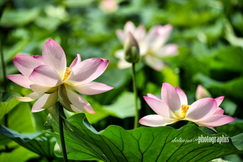 lotus-photographis