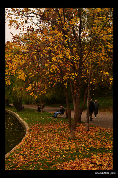 trees-and-benches-dsc_4993-prel