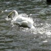 swans on the cismigiu lake, bucharest