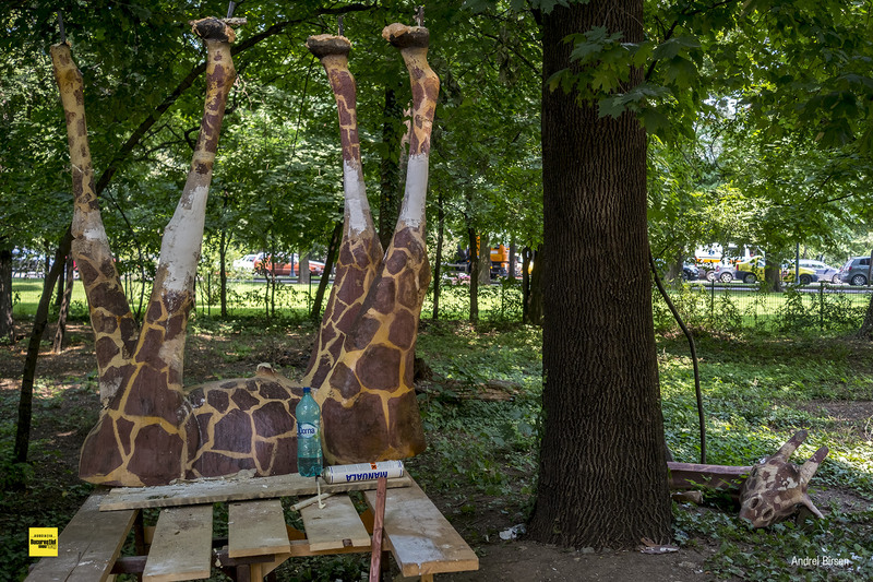 girafa-operata