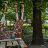 girafa-operata