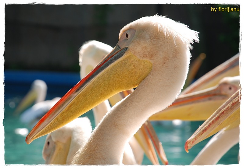 16-el-pelicanul