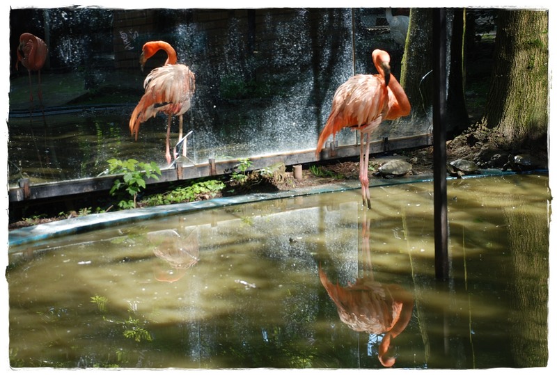 2-flamingo-boys