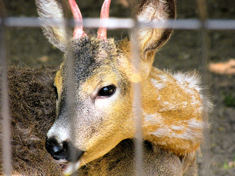 bambi?