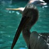 pelicanulm