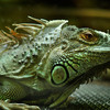iguana-impietrita