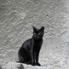 Pisica neagra
