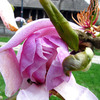 magnolie timida