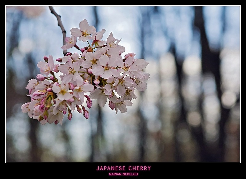 Pink flowers of Japanese Cherry