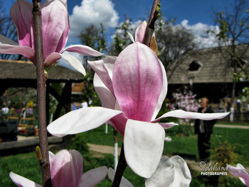 magnolie-in-muzeu-sambata-floriilor-2012