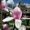 magnolie-in-muzeu-sambata-floriilor-2012