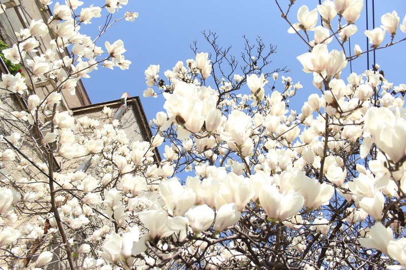 2014_03_30-magnolii-in-parcul-kiseleff-51