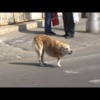 Romanian dog (maidanez)
